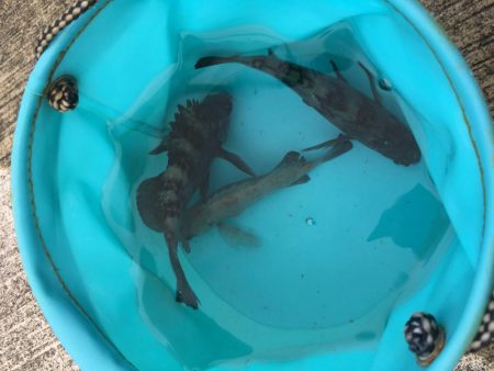 早朝メバリング